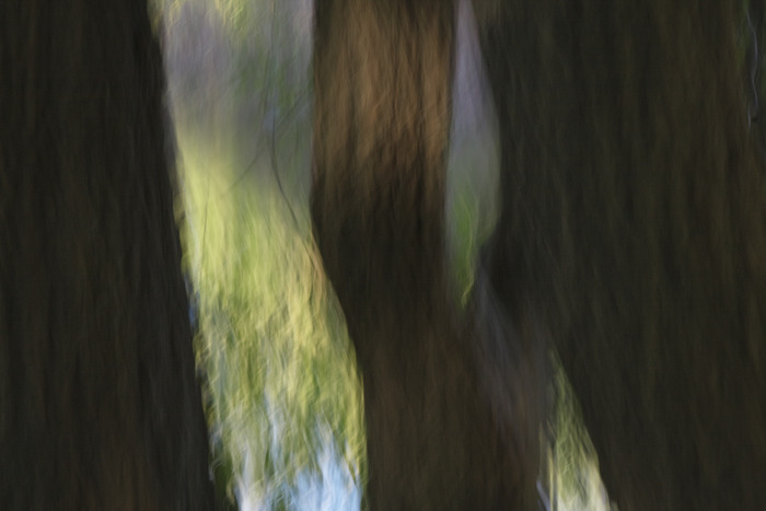Louise Dudis, Painted Tree 7516, 2010
